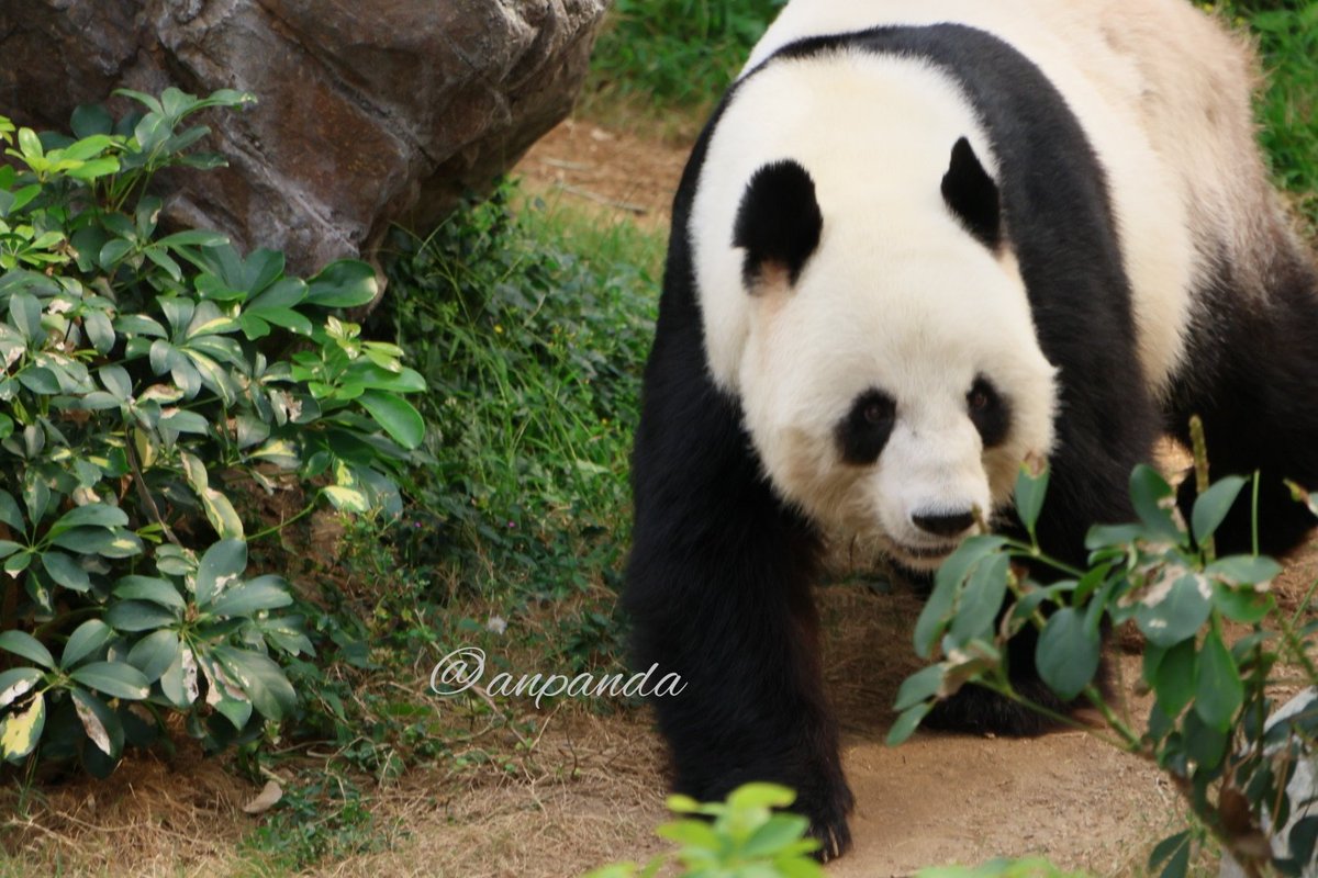 anpanda_1120's tweet photo. 楽楽お久しぶり！
📷2025.10
#楽楽 #香港海洋公園
※禁止轉載※ https://t.co/PQBslDeITB