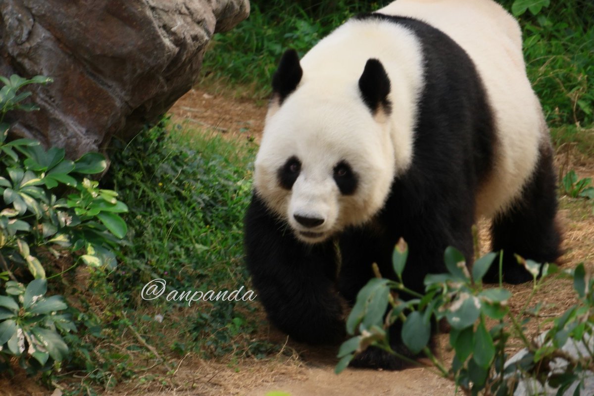 あんぱんだ (@anpanda_1120) / Posts / X