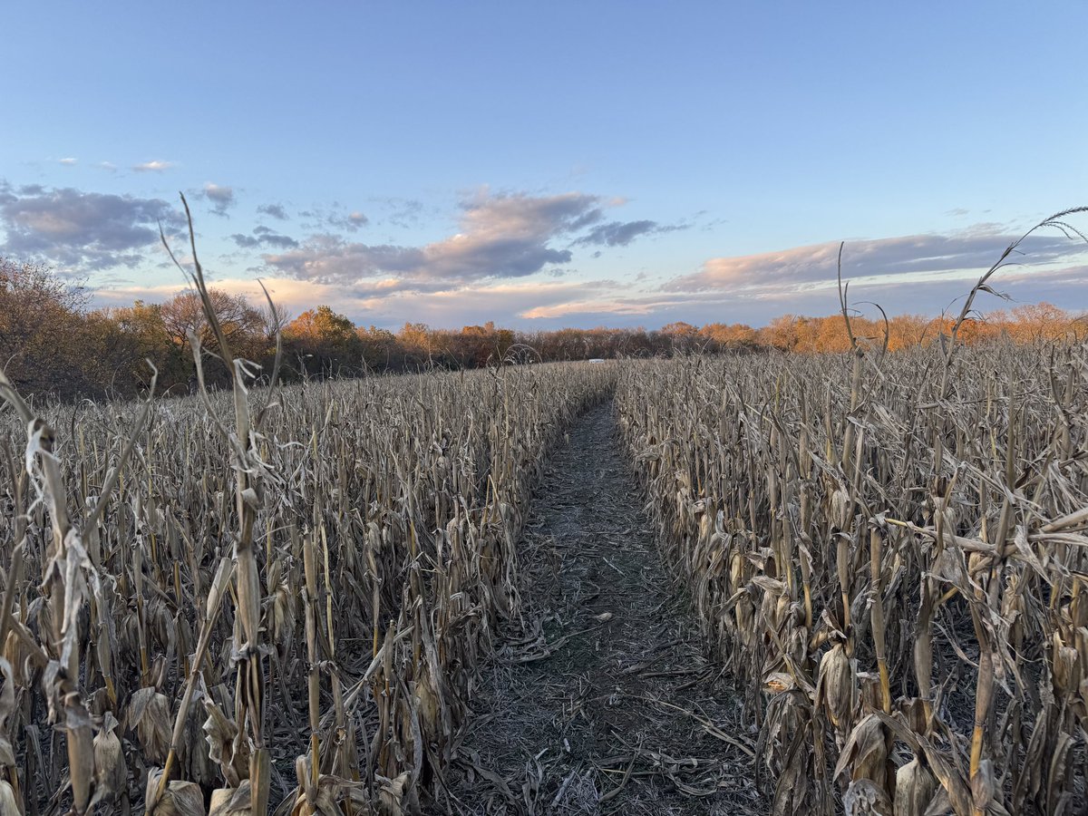 Looking for a fat doe! Trying an old school technique with this high wind!