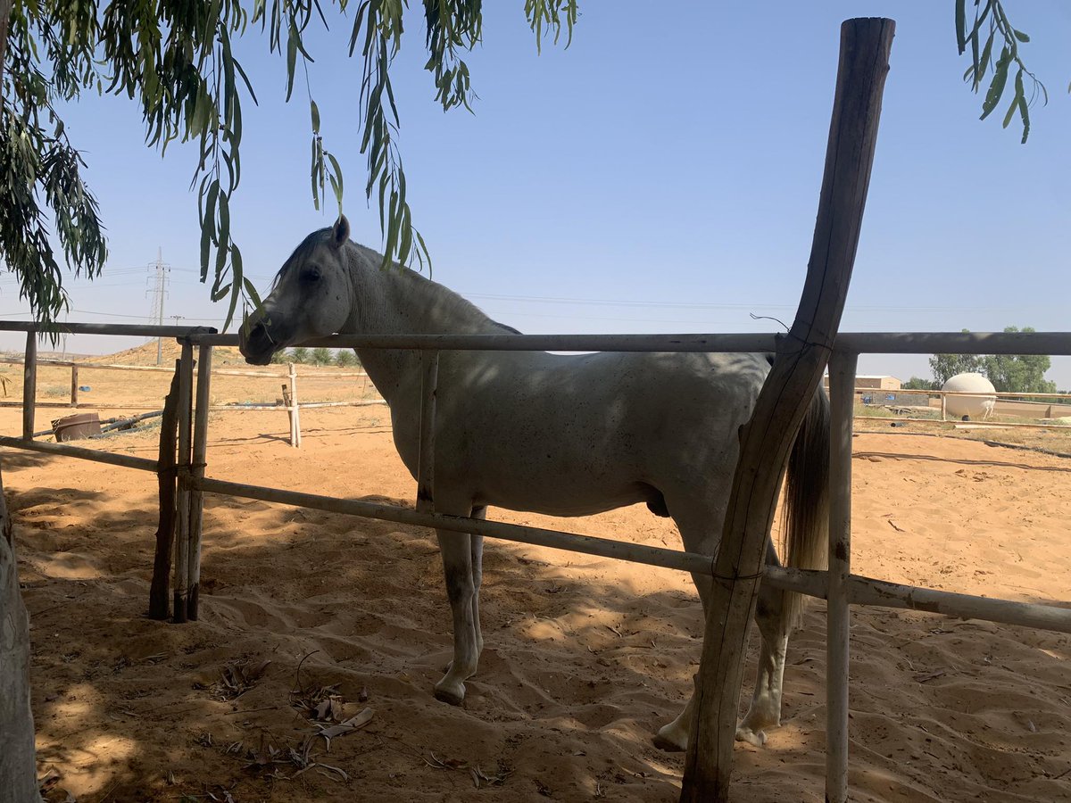 حين ينتهي الحب، أدرك أنه لم يكن حباً، الحب لا بدّ أن يعاش، لا أن يتذكر".