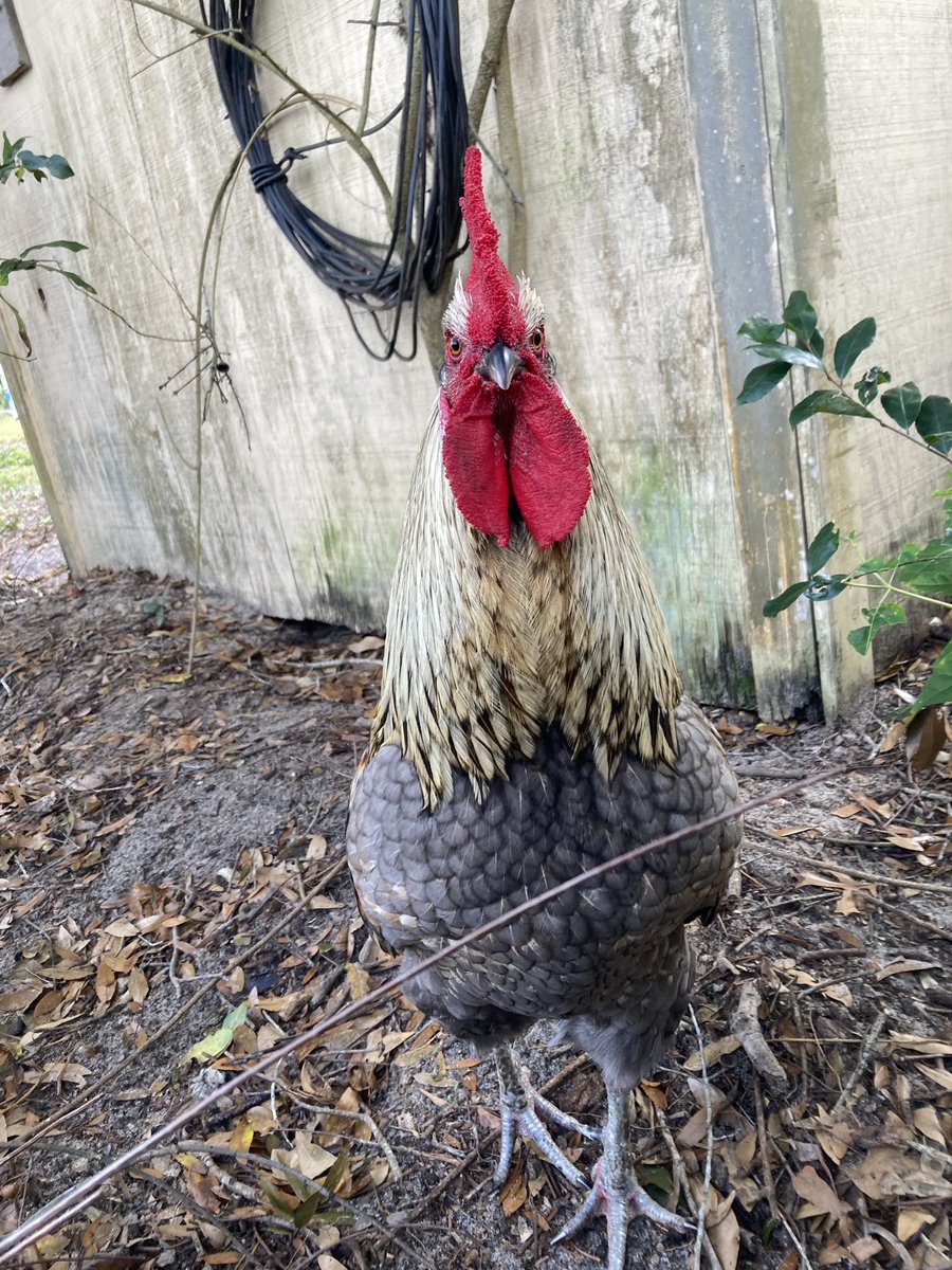 cif_su's tweet image. Watching a hawk 2gether