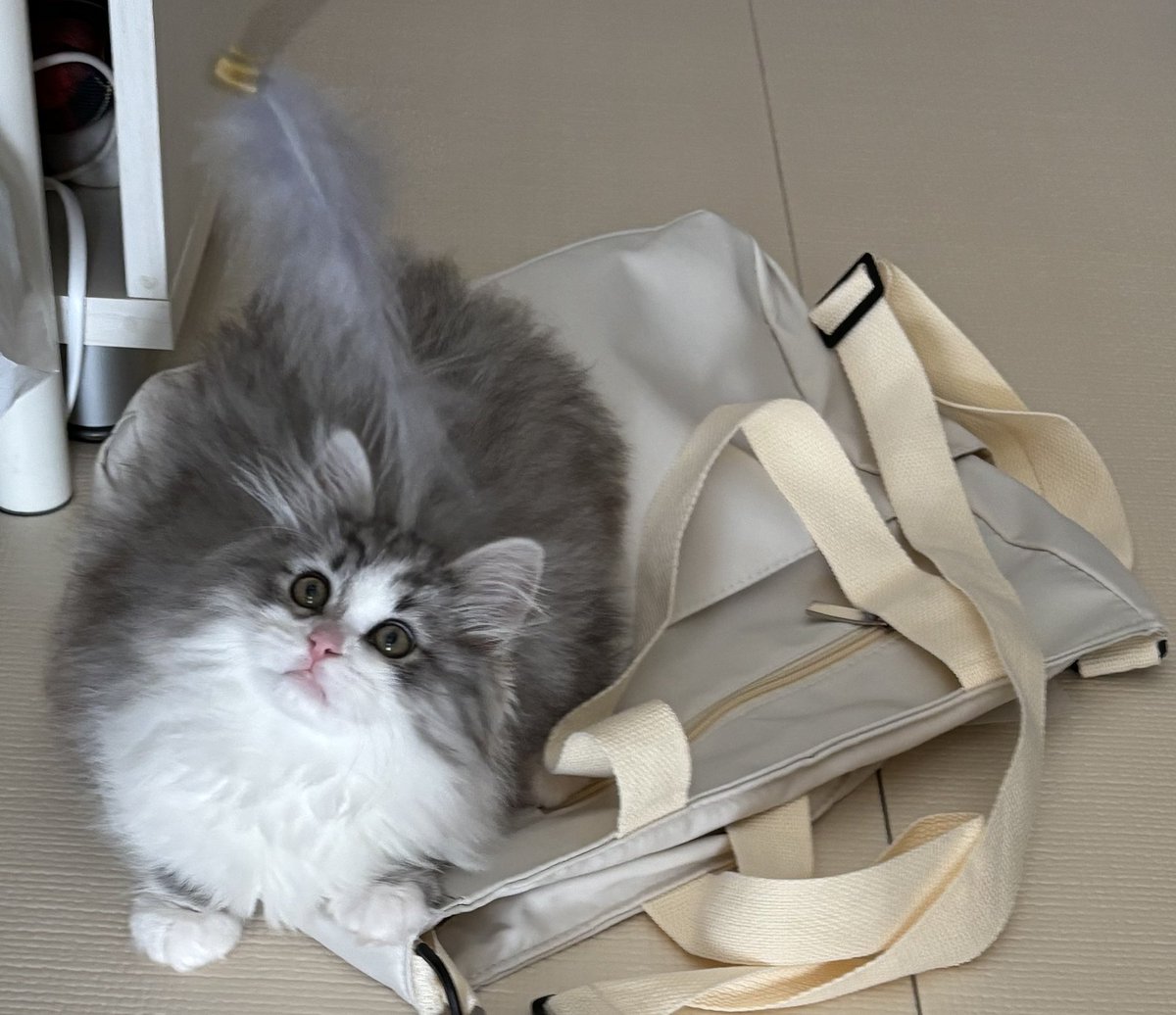 サイベリアンのシエルとねこじゅうin義実家 tweet media