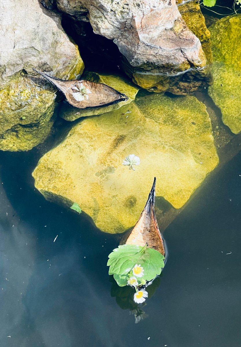eadams_eadams's tweet image. rocky hills 
climbed 
plateaus of happiness 
riden
fallen deep 
in crevices of grief
volcanos erupted
fields of joy
explored
peaceful rivers 
floated
hand in hand 
the #geography of life
teaching us
the #language  of love

#vss365