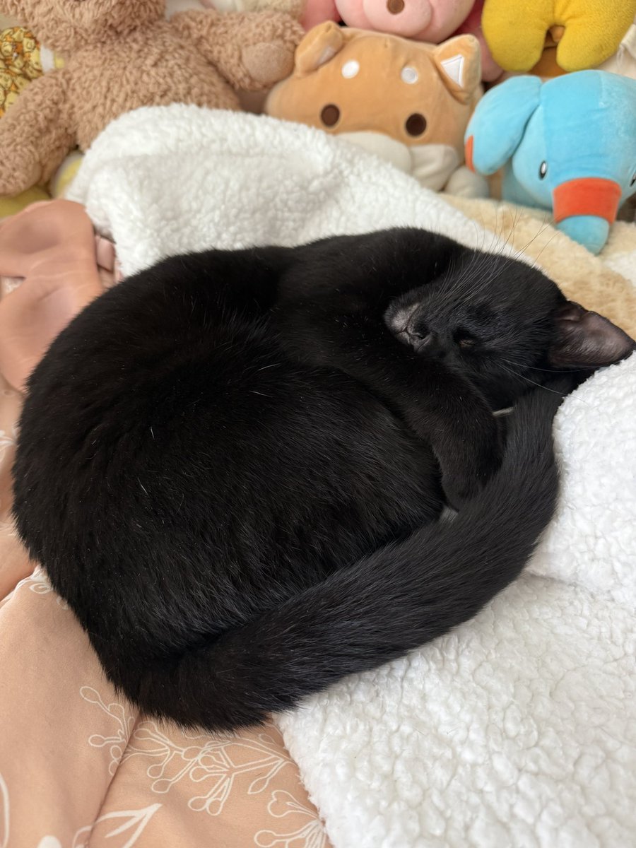 mokarichu's tweet image. Saturday morning nap time. 💤