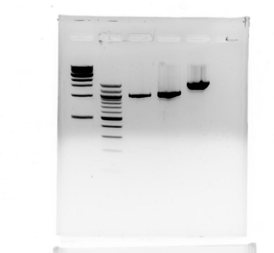 Amy Ikui Lab tweet media