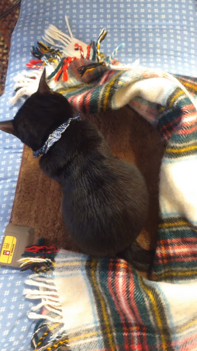 THE きらら氏 (@kirarakoubou397) / Posts / X