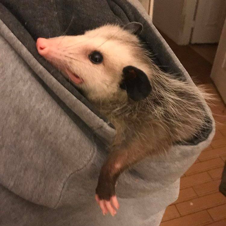 Possumeveryhour.io (@possumeveryhour) on Twitter photo 