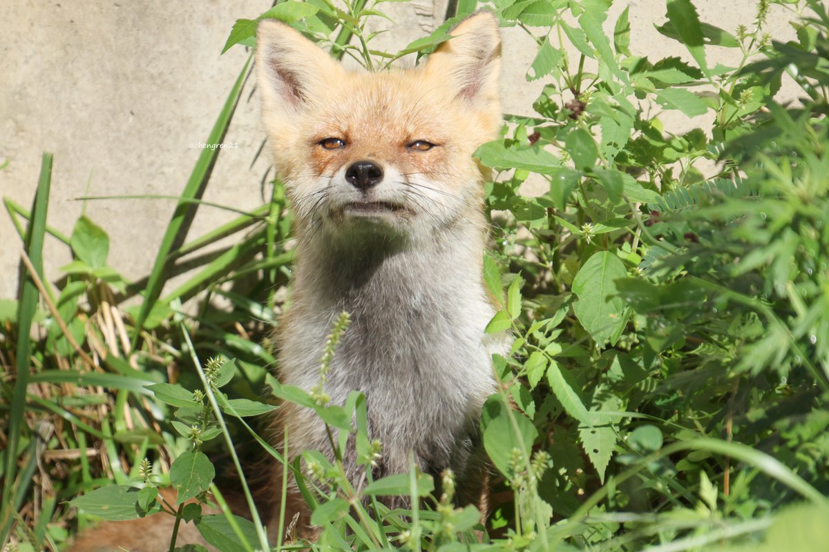 Cheng-Ren🦊🐺 on X