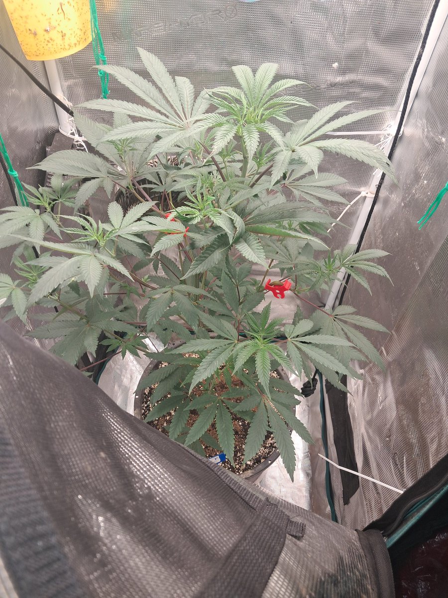 Yummylicous from <a href="/SolfireGardens/">Solfire Gardens</a> via <a href="/Bignz420/">Rob</a> from a trade we made it's been recently flipped to flower right after taking the picture I bent the top over and put a lst clips on her