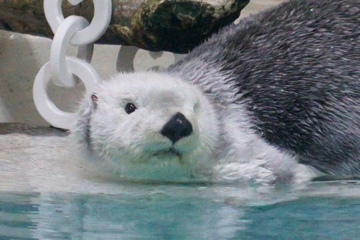 メイちゃん
可愛い
かわいい♥️♥️

#鳥羽水族館　#ラッコ