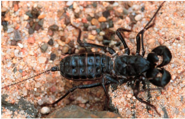 Don't come to Texas.  We have these.  They won't hurt you, but we still don't want you here.