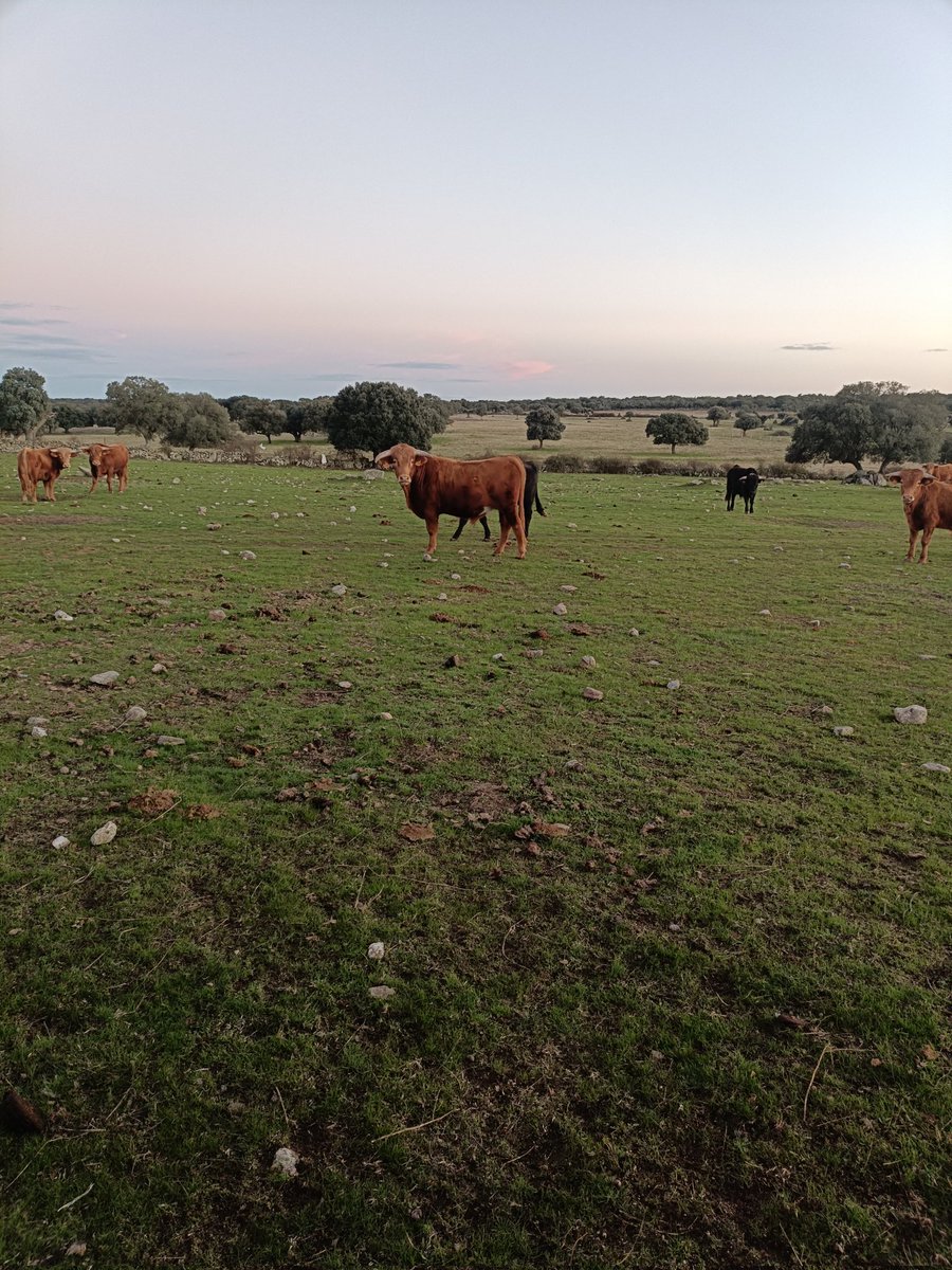 espioja's tweet image. Preparando la temporada 2026