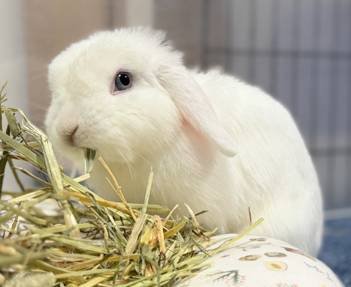 うさぎ王子とフロア on X