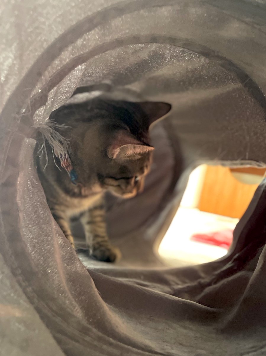 キョウコ🐾 on X