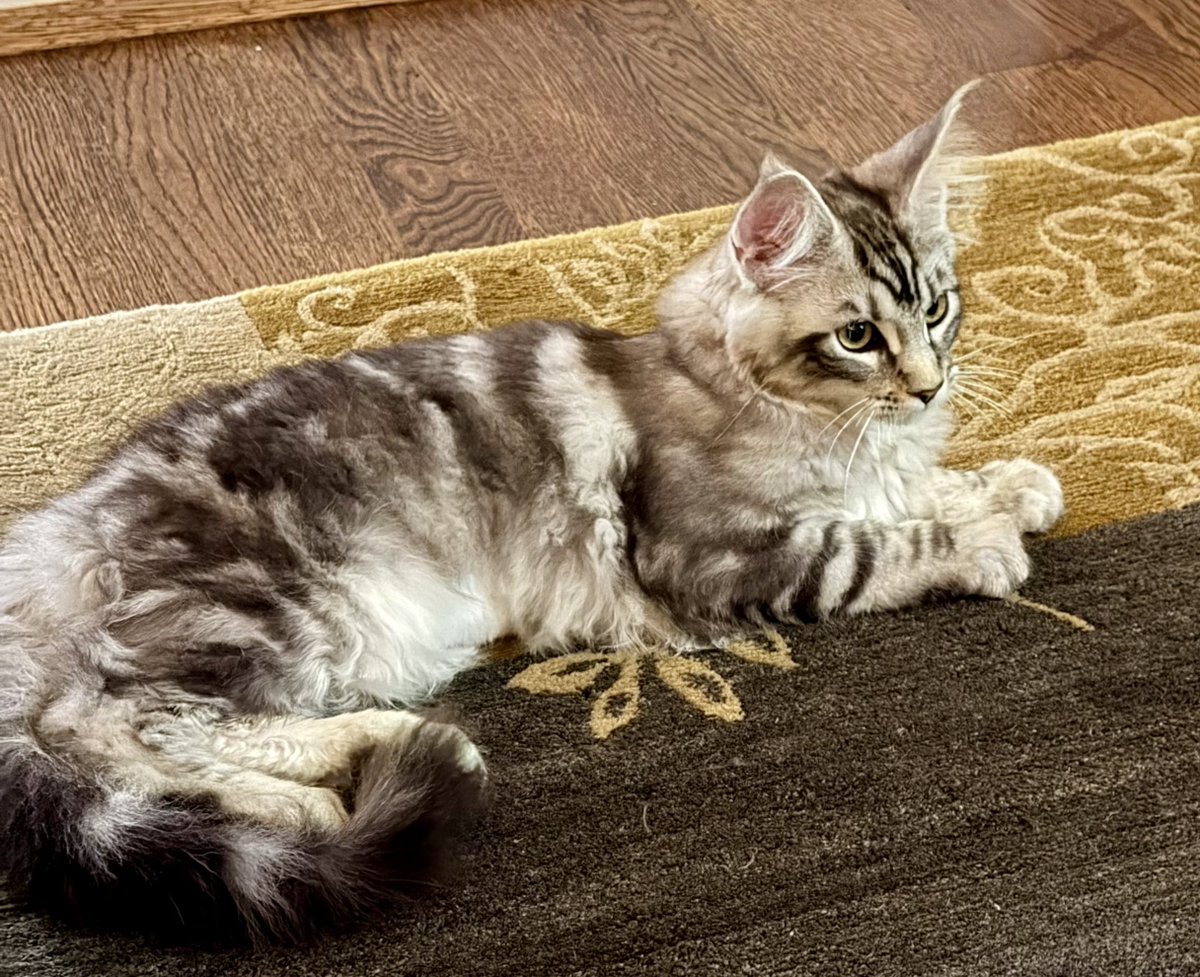 Natty is settling in. Let’s see how first night goes.