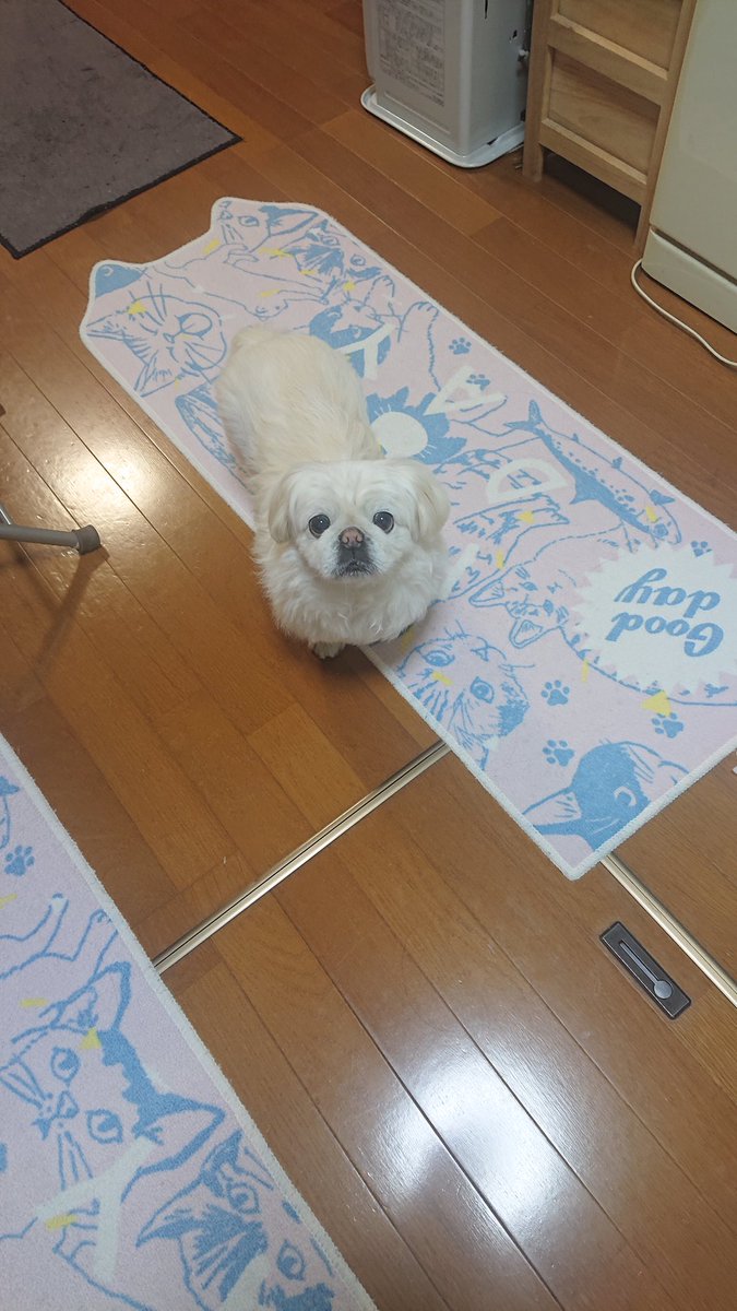 かおりん (@shiro0201_111) / Posts / X