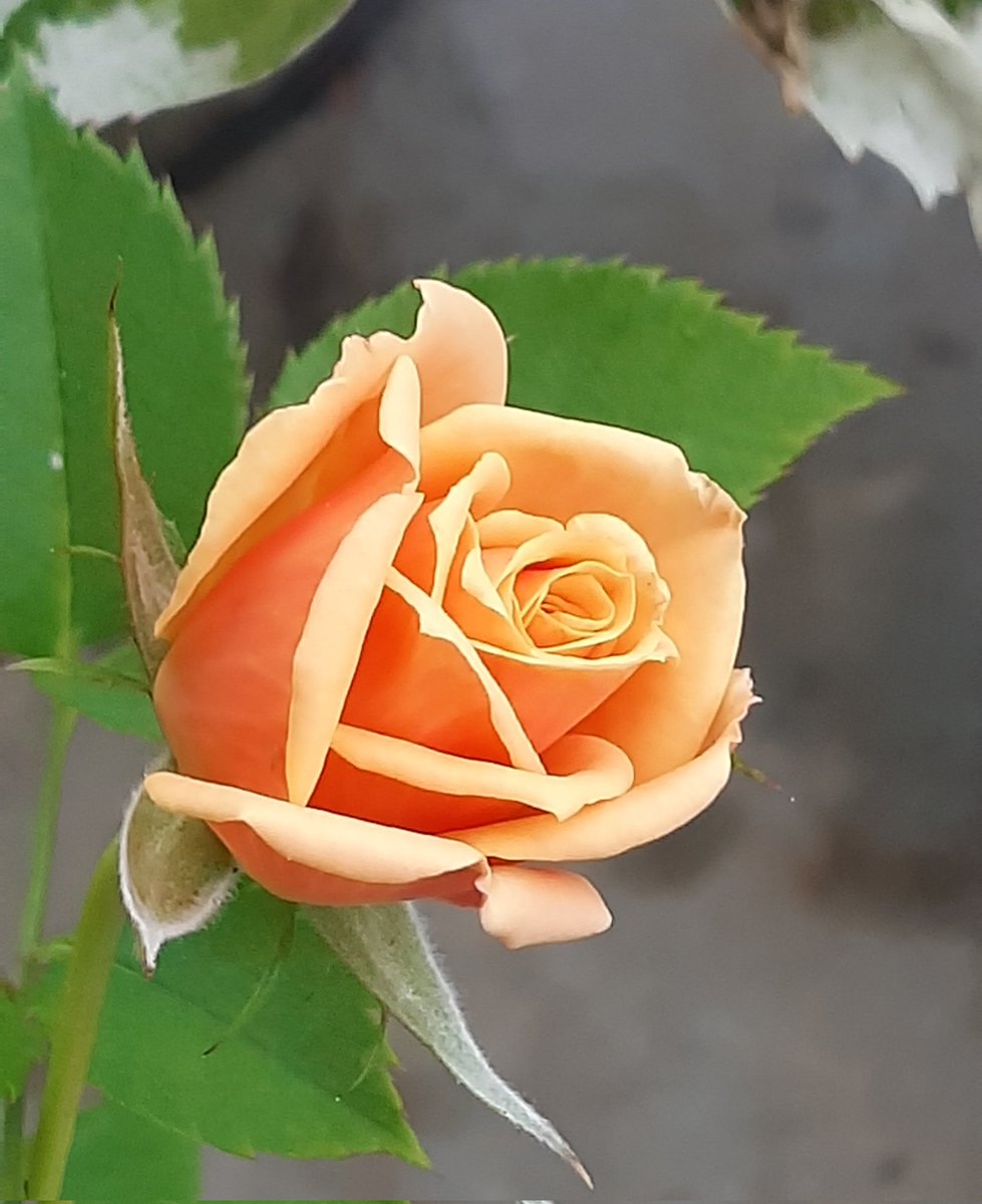 )籾様⑅/20 nanami🌹🪽 on X