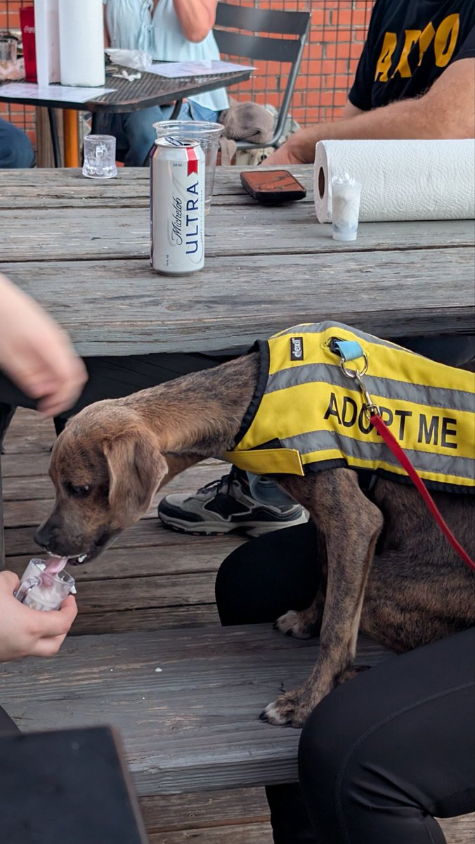 CWSShotBoard's tweet image. animalrescueneworleans.org/donate/

Can&apos;t make it to Clesi&apos;s to rip shots with us? You can still make a difference by donating directly to Animal Rescue of New Orleans! Check out this dude getting his first ever pup cup! Any amount helps!