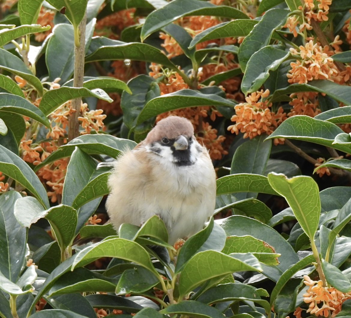 ちゅん太 (@venerechi13) / Posts / X