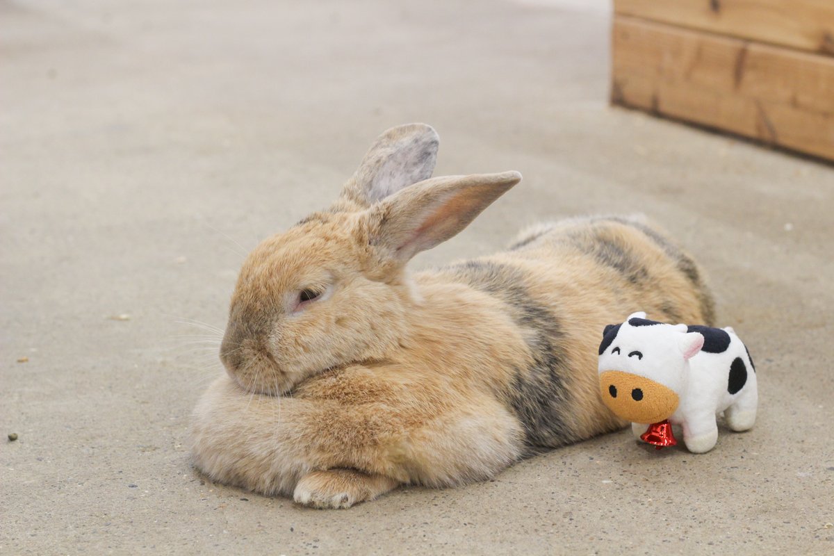 成田ゆめ牧場のゆめこちゃん (@yumebokujo) / Posts / X