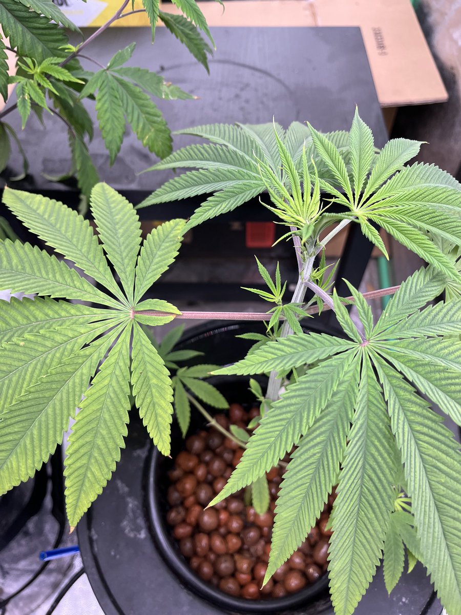 Terpulater tweet media