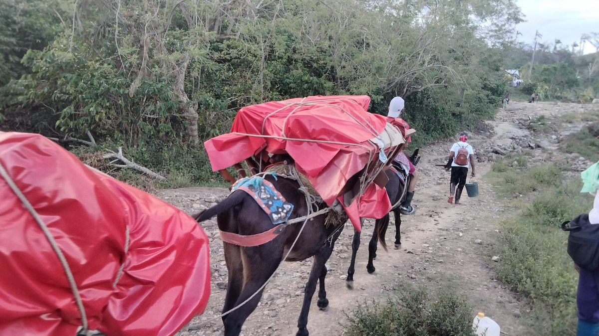 GEORGE80283962's tweet image. En la comunidad "Vega Limones" visitamos la CPA VI Cumbre del municipio Tercer Frente donde conocimos la vivencia de los cooperativistas y campesinos luego del paso del Huracán Melissa,pero sobre todo la convicción de no rendirse #Jamás ante las dificultades 
#ANAPCuba