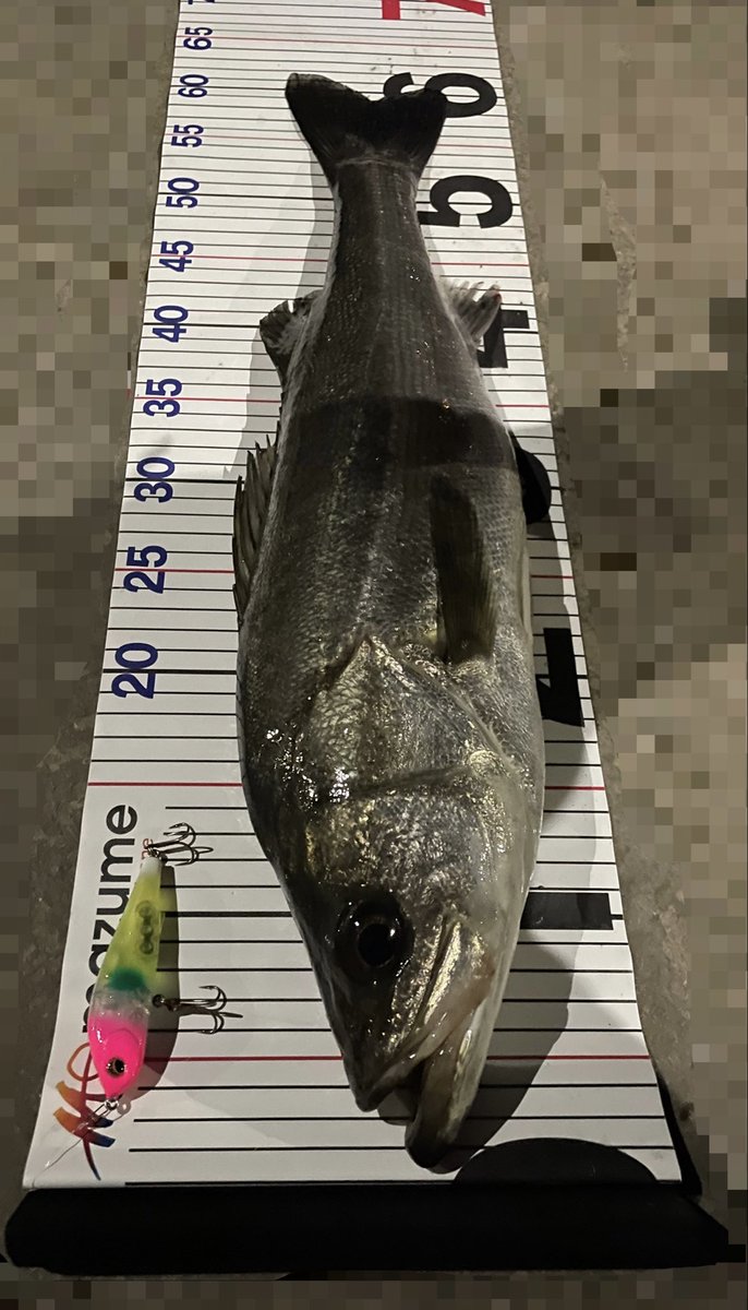 つり吉@staffC (@tsurikichi1130) / Posts / X