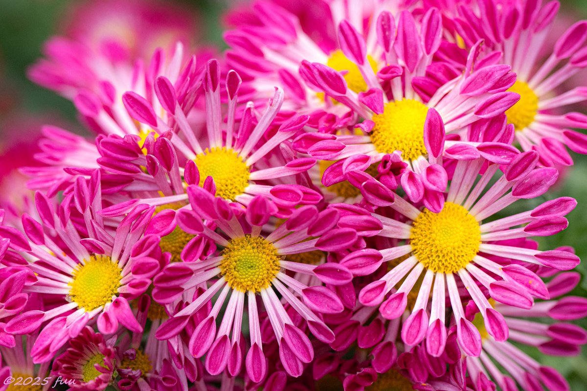 𖤣𖥧𖥣𖡡𖥧𖤣 ふう ꕤ୭ (@fuu_2021_) / Posts / X