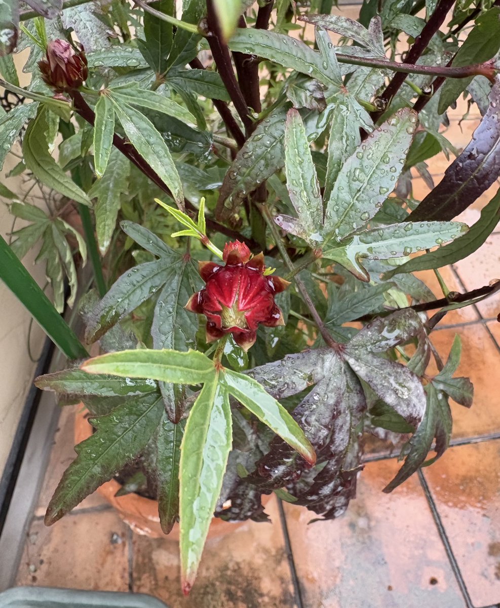 ムラサキノハナ👾 on X