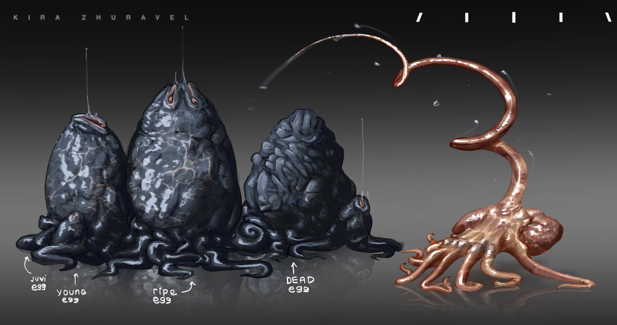 kyrazhuravel's tweet image. Life cycle —&amp;gt; #xenomorph