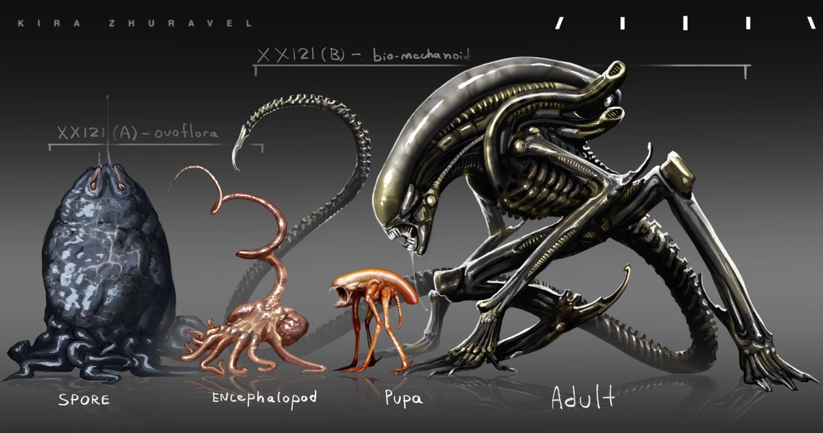kyrazhuravel's tweet image. Life cycle —&amp;gt; #xenomorph