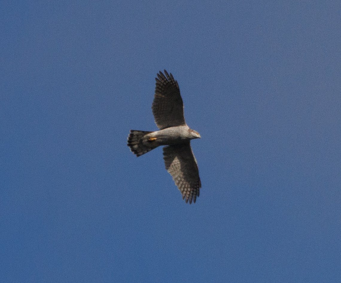 Goshawk, Resolven Forestry today 8.11.25 very rarely see a Goshawk above the tree canopy so great to watch and photograph this one as it glided over the valley #birdingwales #birds