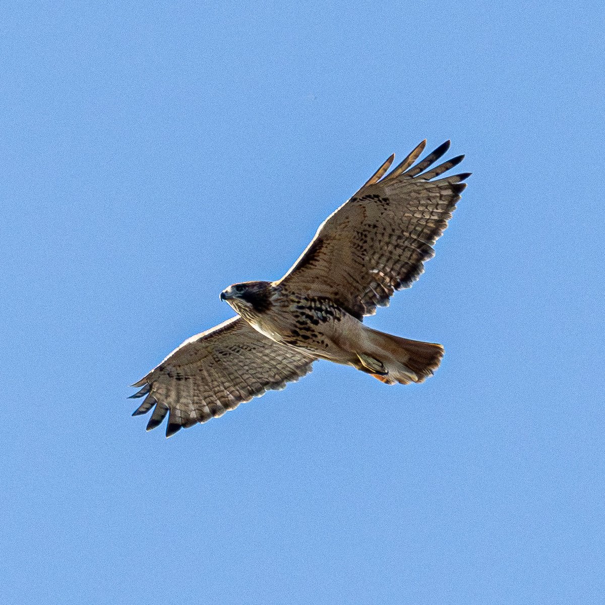 wildnewyorkshow's tweet image. Lovely afternoon in @FortTryon_Park today. 
#birding #autumn #birdcpp