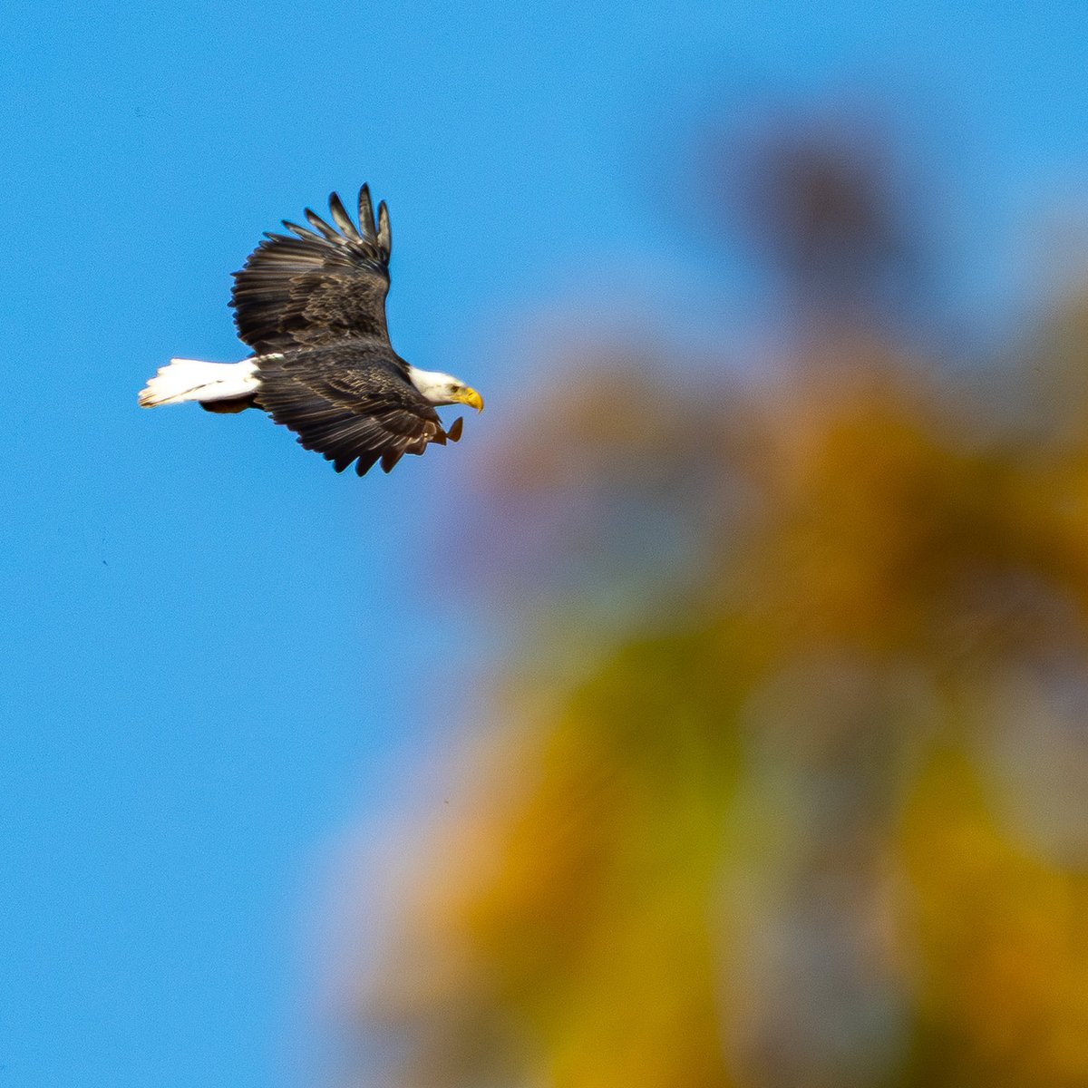 wildnewyorkshow's tweet image. Lovely afternoon in @FortTryon_Park today. 
#birding #autumn #birdcpp