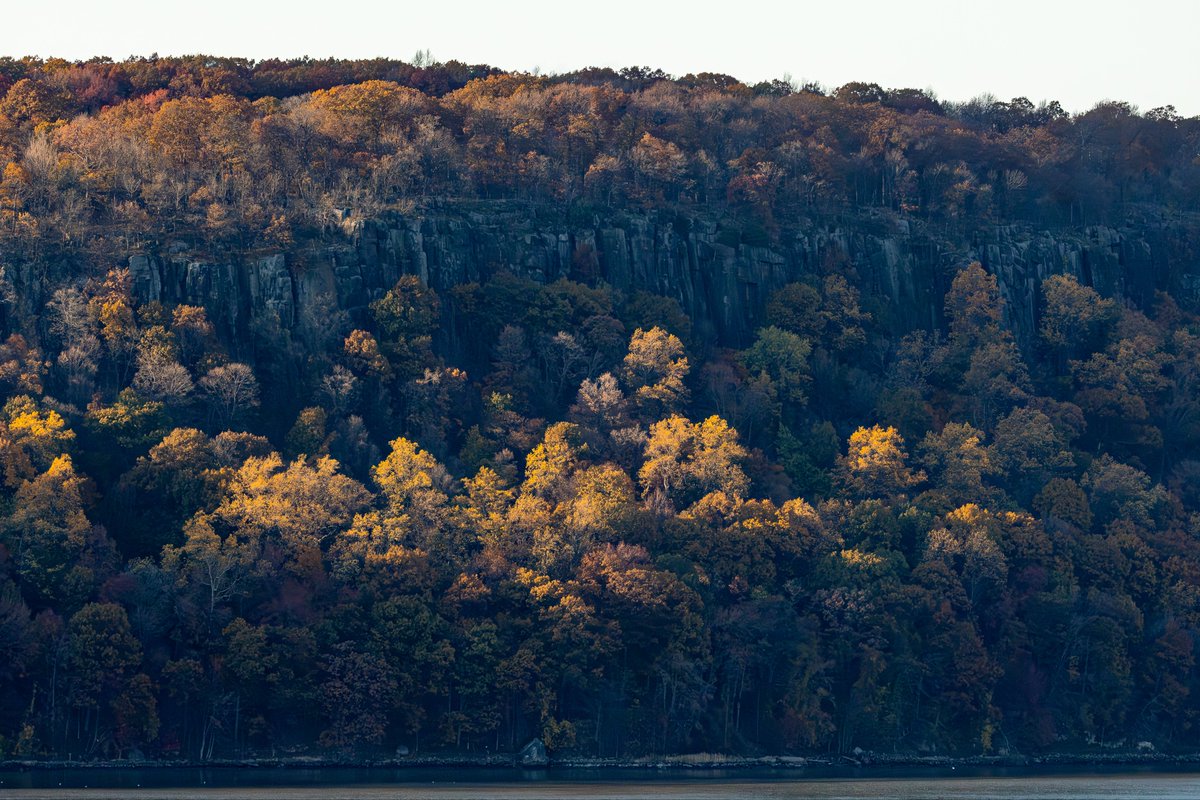 wildnewyorkshow's tweet image. Lovely afternoon in @FortTryon_Park today. 
#birding #autumn #birdcpp