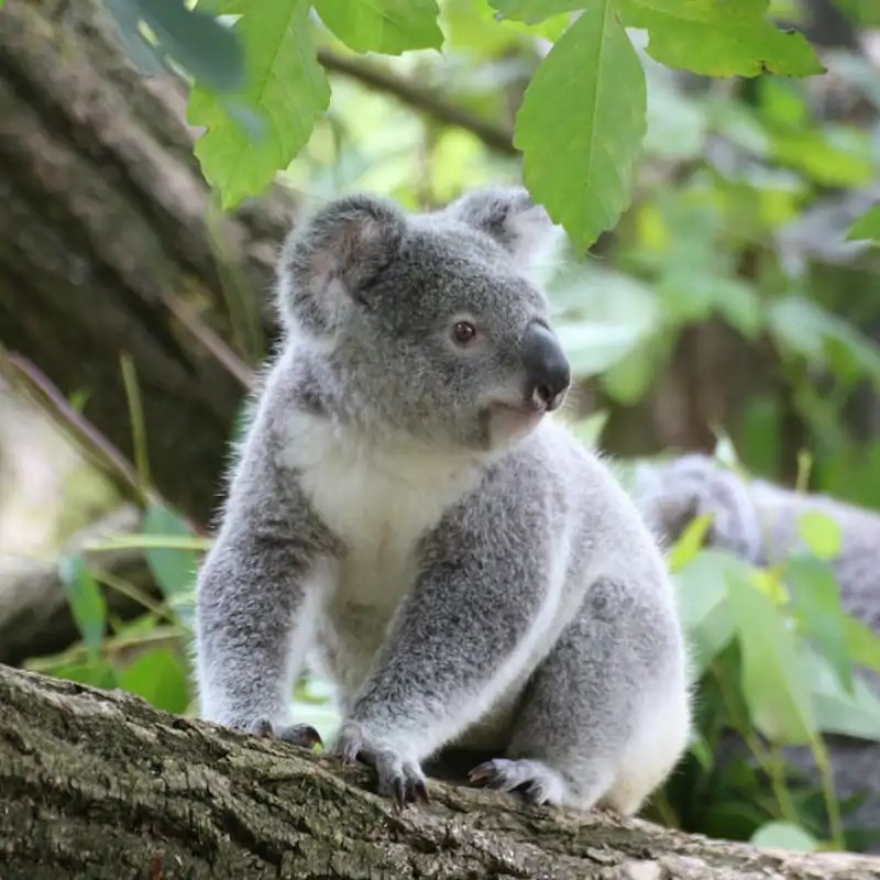 The Koalition takes🥉in the +L tournament, welcoming polon as our 5th member!!!
Very fun and ggs to everyone 🐨
(picture related)