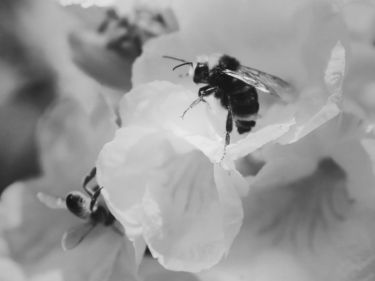 meiageddes's tweet photo. "A lawn for a bee is a desert. And aren’t lawns a little dull? Letting flowers grow wild actually looks nicer and benefits bees and other insects." ~Lars Chittkaz @TheSunMagazine https://t.co/v2LtZOjK4y #bees https://t.co/alVifd4wUe