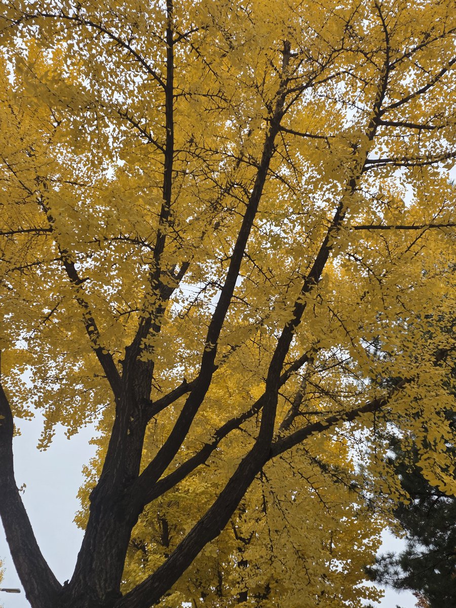 가을의 뒷 모습이 참 아름답습니다 더욱더 건강하시고 복 받는 날 되시길 기원드립니다 

남도뚜벅이 김화진 올림