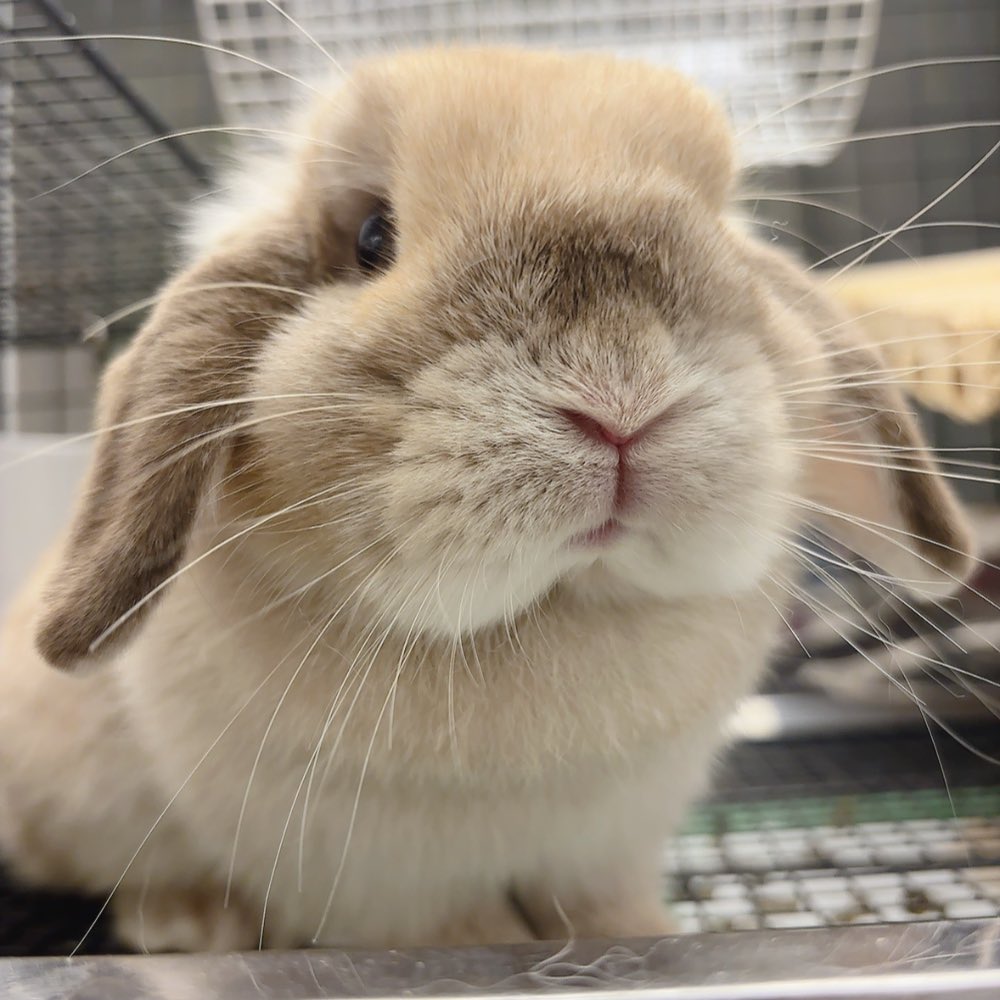 うさぎのしっぽ恵比寿店 on X