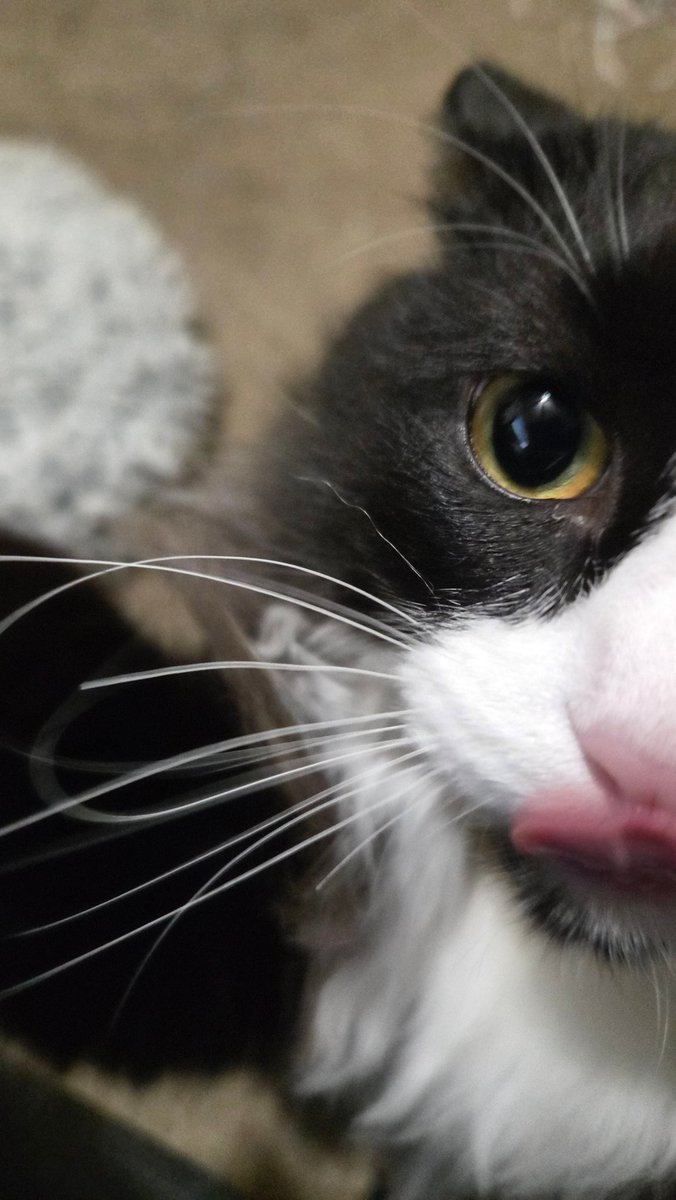 RotoDoc's tweet image. Kurt won't let me find more NFL props to bet on right now