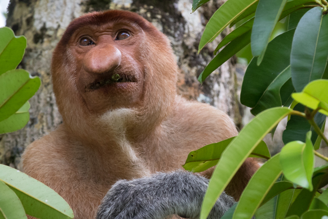 TheProboMonkey tweet media