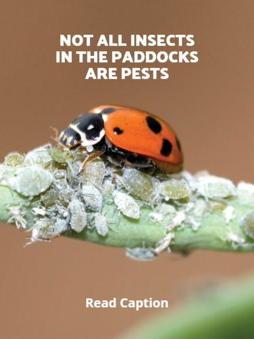 Some of the most effective pest management tools in grain systems are already in the paddock.

GRDC is investing in research to better understand and protect beneficial insects including chemical toxicity guidance and new evidence from canola ecosystems.

Read more: