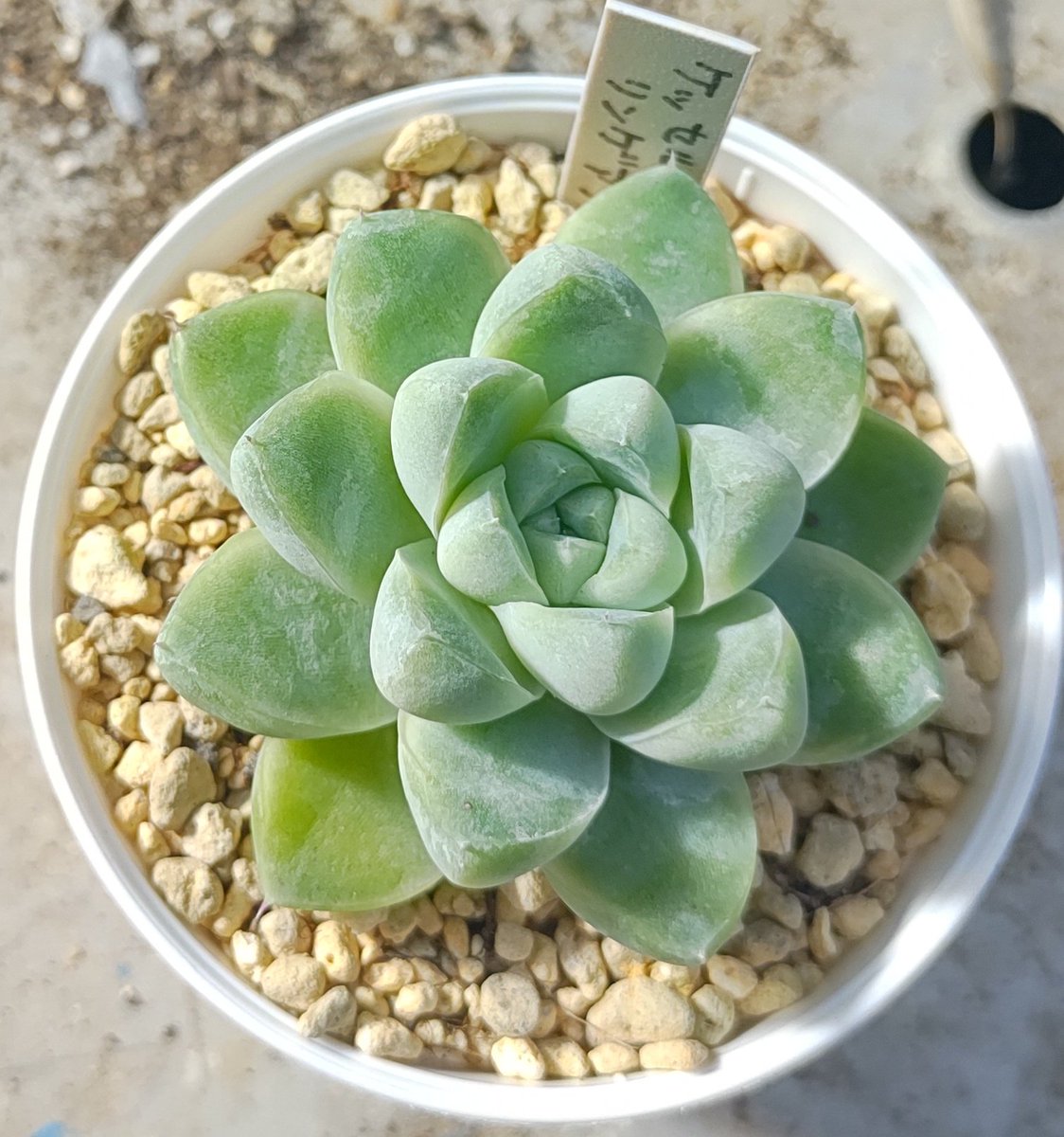 すみれや植物店 on X