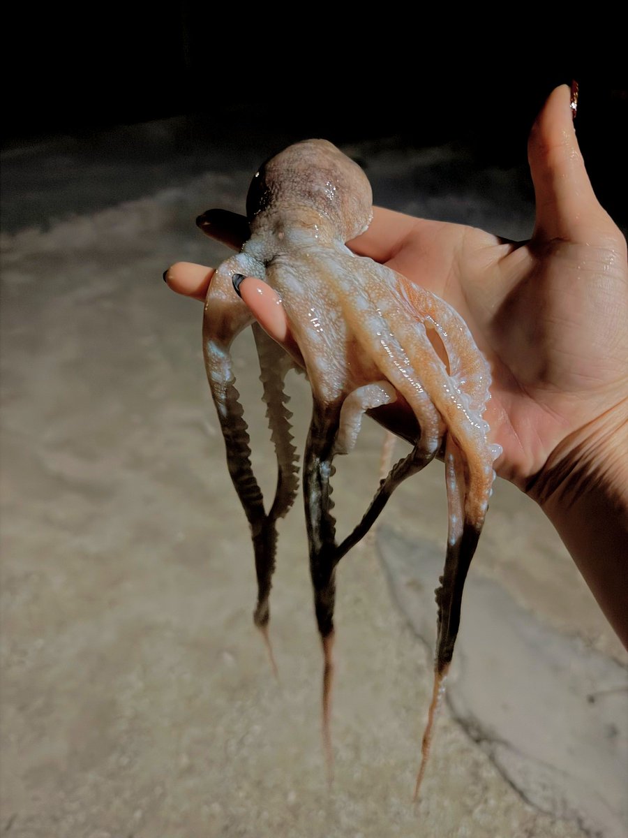 イカを捕まえました。 
I'm gonna name him Toriyama, <a href="/WolfMadeByWar/">たけした、 ࣪𖤐 ⁣ ⁣ 𝙩𝙝𝙚 𝙖𝙡𝙥𝙝𝙖 ⁣ ⁣𝜗𝜚</a>.