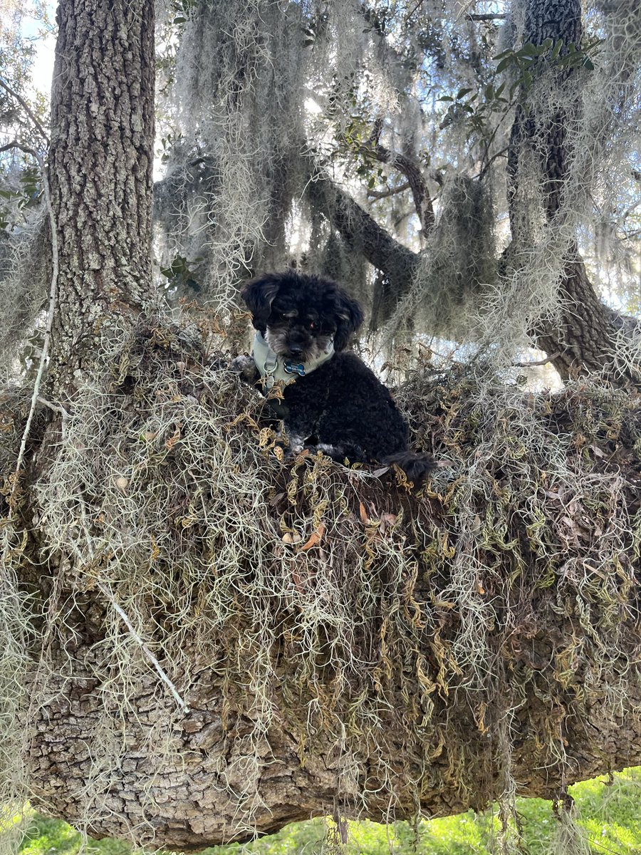 Simon in a tree