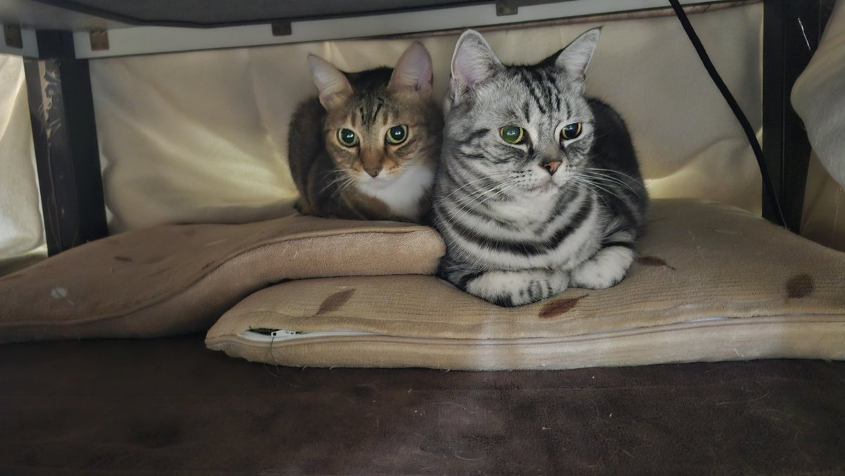 blueheart_shima's tweet image. おはよ寒いね
#こたつ
#こたつねこ
#フロンターレねこ部
#ねこたつ