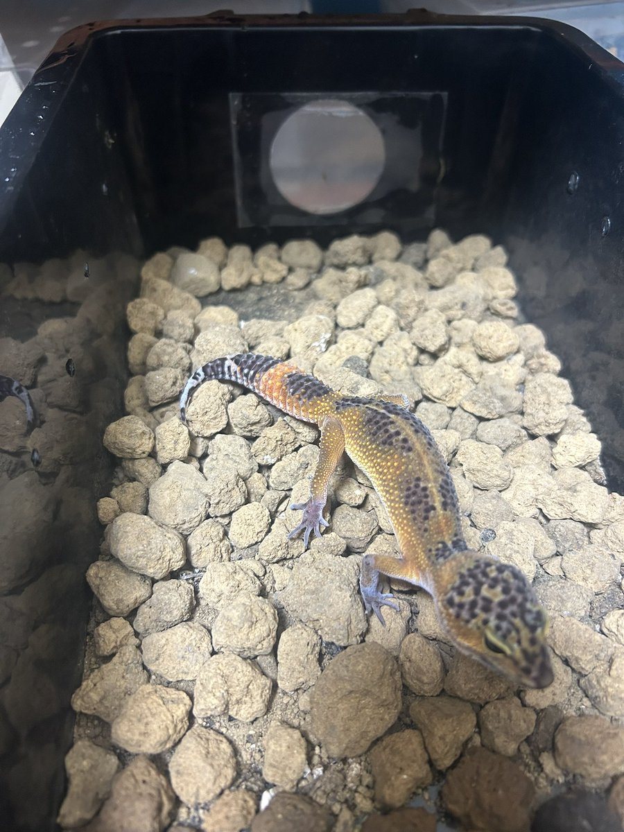 leopalabo's tweet image. レオパフェスお疲れ様でした！
様々な方とお話しできて来年のモチベーションに繋がりました。
今年はキープを多めに取ってしまったため、皆様には良い個体をお見せすることができませんでしたが、キープの分来年は頑張りますので乞うご期待。
写真の2匹はコンテスト生体です！来年はもっと練り上げます