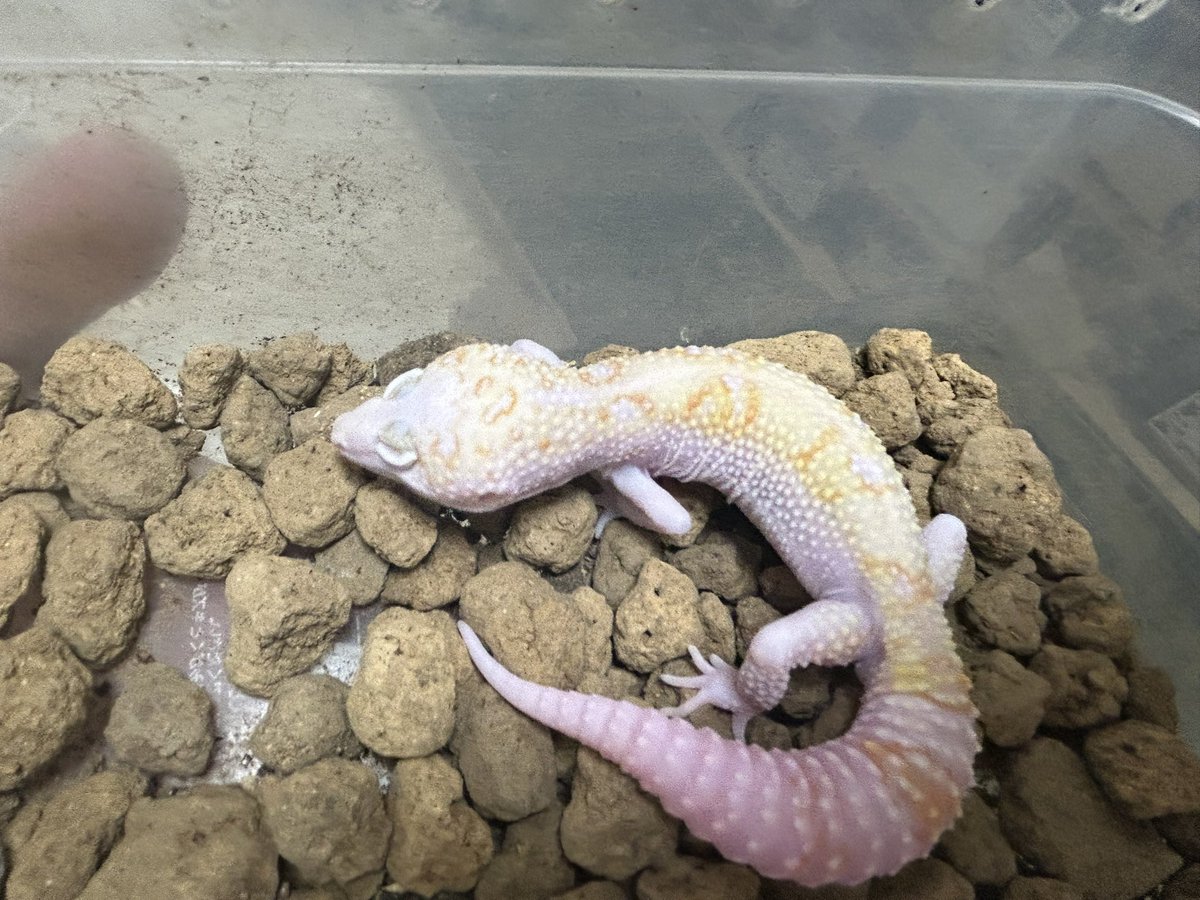 leopalabo's tweet image. レオパフェスお疲れ様でした！
様々な方とお話しできて来年のモチベーションに繋がりました。
今年はキープを多めに取ってしまったため、皆様には良い個体をお見せすることができませんでしたが、キープの分来年は頑張りますので乞うご期待。
写真の2匹はコンテスト生体です！来年はもっと練り上げます