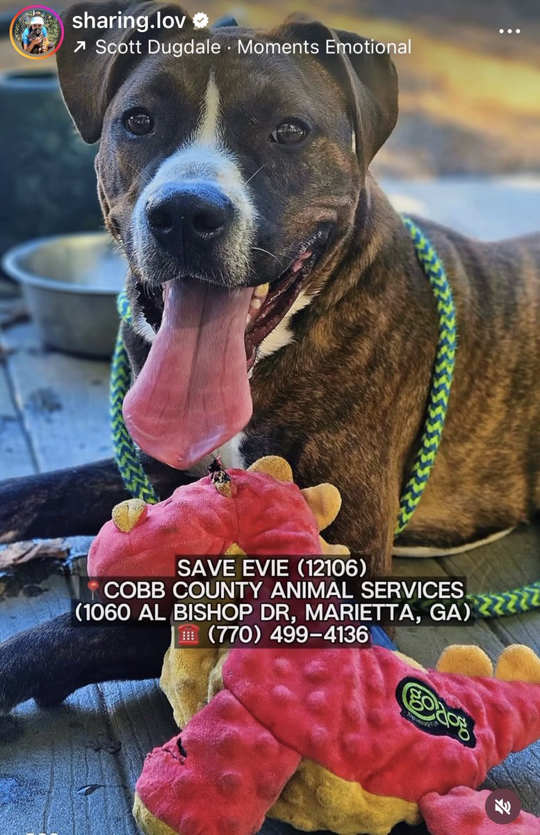 SarahjaneGille1's tweet photo. Meet EVIE 1yrs old #A12106 @CobbAnimal (will post video next so helps to see a dog) gosh found tied to a tree ➕microchipped NO ONE CAME NOW #stresseddog in shelter go visit #marietta #Georgia near Atlanta Bio⬇️‼️🙏🐾🚨 https://t.co/AiBu8AUAj9