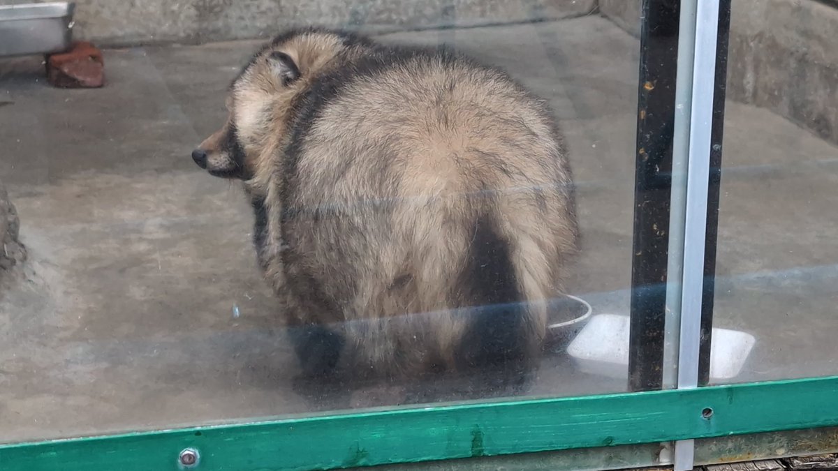 たぬきとくまと on X